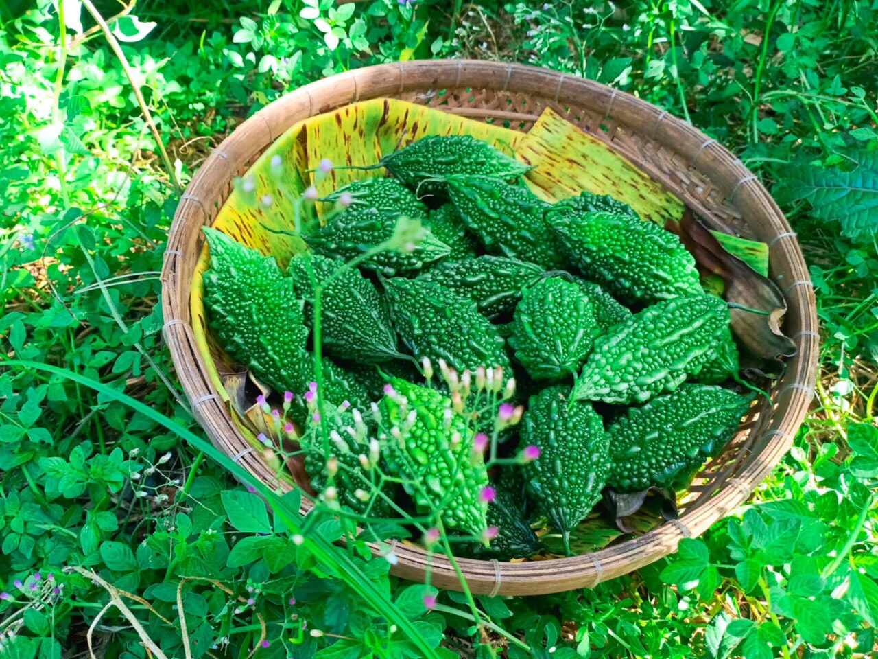 Công dụng của khổ qua rừng đối với sức khỏe 2